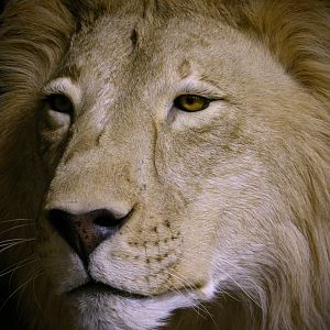 Lion By The Artistry of Wildlife