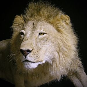 Lion By The Artistry of Wildlife