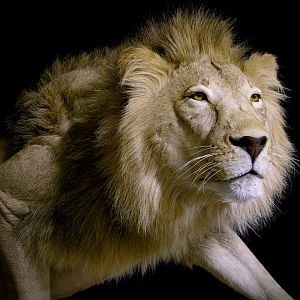 Lion By The Artistry of Wildlife