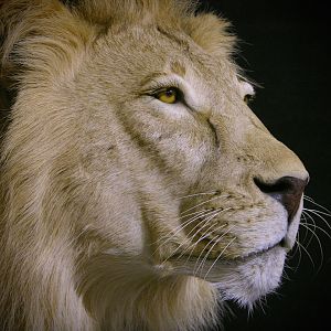 Lion By The Artistry of Wildlife