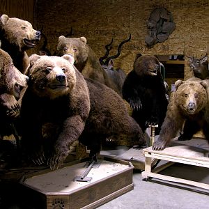 Brown bears drying by The Artistry of Wildlife