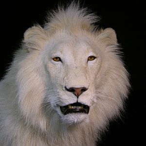 Lion by The Artistry of Wildlife