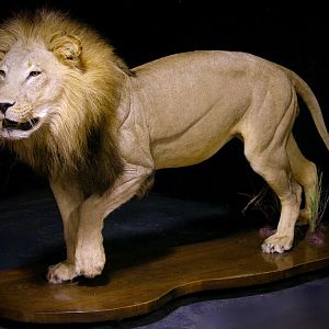 Lion by The Artistry of Wildlife