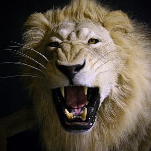 Lion by The Artistry of Wildlife