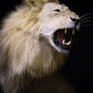 Lion by The Artistry of Wildlife