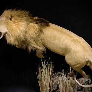 Lion by The Artistry of Wildlife