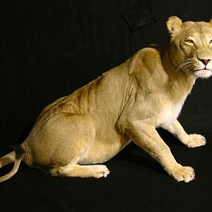 Lioness by The Artistry of Wildlife