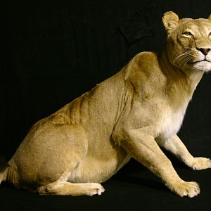 Lioness by The Artistry of Wildlife