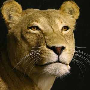 Lioness by The Artistry of Wildlife