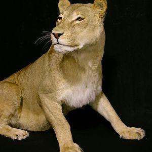 Lioness by The Artistry of Wildlife