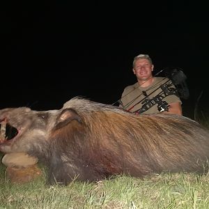 South Africa Bow Hunting Bushpig