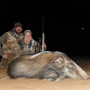 Hunting Bushpig in South Africa