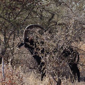 Sable Antelope South Africa