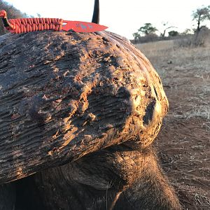 Hunting Buffalo in South Africa