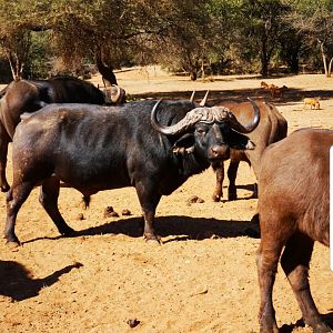 Cape Buffalo South Africa