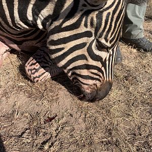 Burchell's Plain Zebra in South Africa