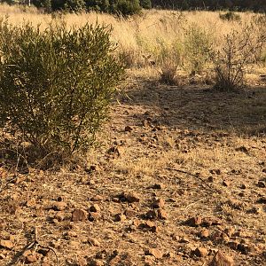 Steenbok South Africa