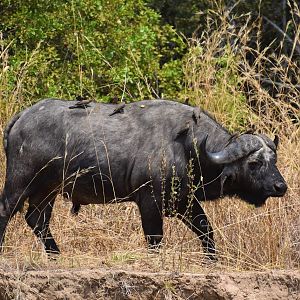 Cape Buffalo in Tanzania