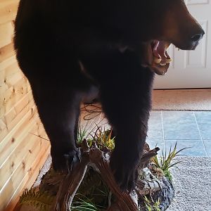 Bear Full Mount Tacidermy