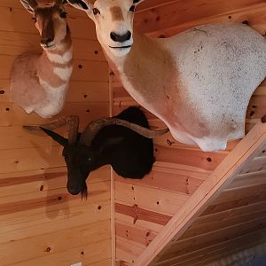 Pronghorn, Scimitar Oryx & Catalina Goat Shoulder Mount Taxidermy