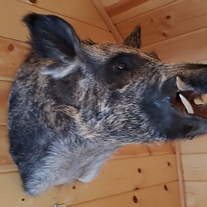 Hog Shoulder Mount Taxidermy