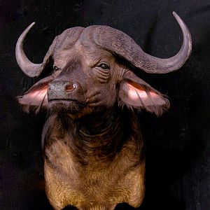 Buffalo Pedestal Mount Taxidermy