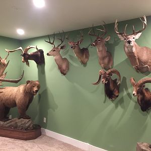 New Trophy Room