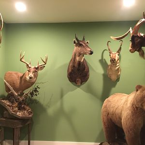 New Trophy Room