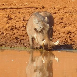 Warthog South Africa