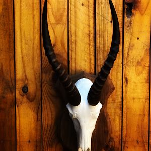 White Blesbok European Skull Mount Taxidermy