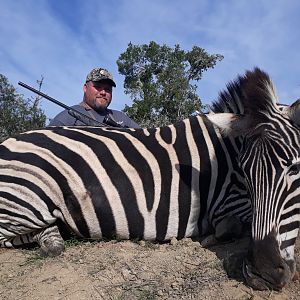 Hunt  Burchell's Plain Zebra in South Africa