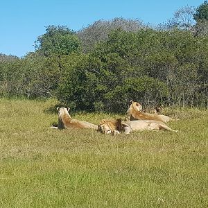 Lions in South Africa