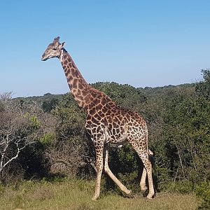 Giraffe South Africa