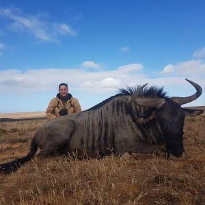 Blue Wildebeest Hunting South Africa