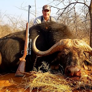 Cape Buffalo in Limpopo