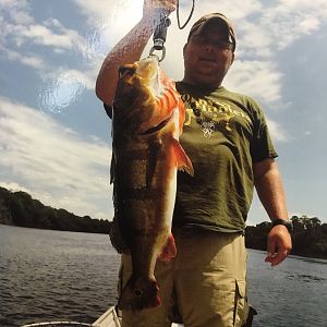 Peacock Bass Fishing Amazon Brazil