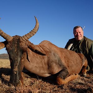 Tsessebe Hunting South Africa