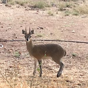 Klipspringer South Africa