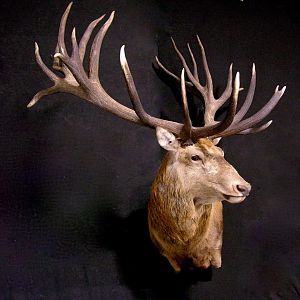 Red Stag Wall Pedestal Mount Taxidermy