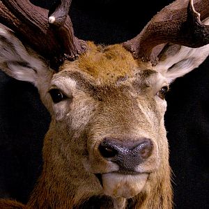 Red Stag Wall Pedestal Mount Taxidermy