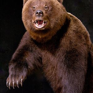 Brown Bear Full Mount Taxidermy