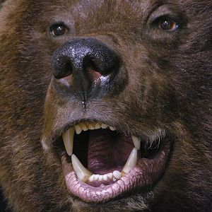 Brown Bear Full Mount Taxidermy