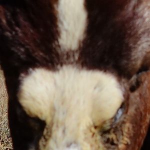 Hunt Blesbok in South Africa