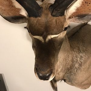 Kudu Shoulder Mount Taxidermy