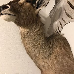 Waterbuck Shoulder Mount Taxidermy