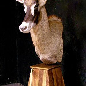 Roan Pedestal Mount Taxidermy