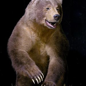 10' Brown Bear Full Mount Taxidermy