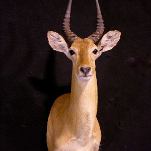 Puku Shoulder Mount Taxidermy