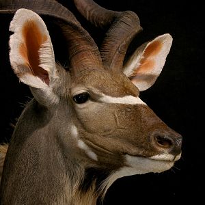 Kudu Shoulder Mount Taxidermy