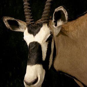 Gemsbok Shoulder Mount Taxidermy